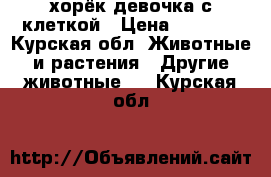 хорёк девочка с клеткой › Цена ­ 6 000 - Курская обл. Животные и растения » Другие животные   . Курская обл.